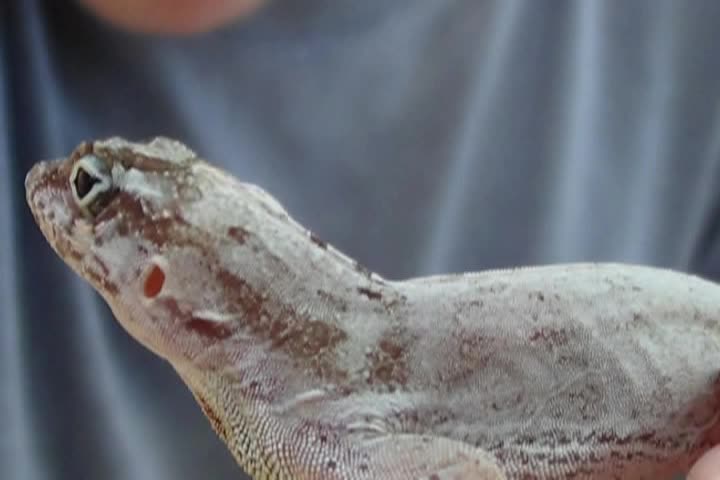 Thumbnail image for Scott Tucker's Expedition Earth Episode 107 - Culebra Leatherback Turtle Pt. 3