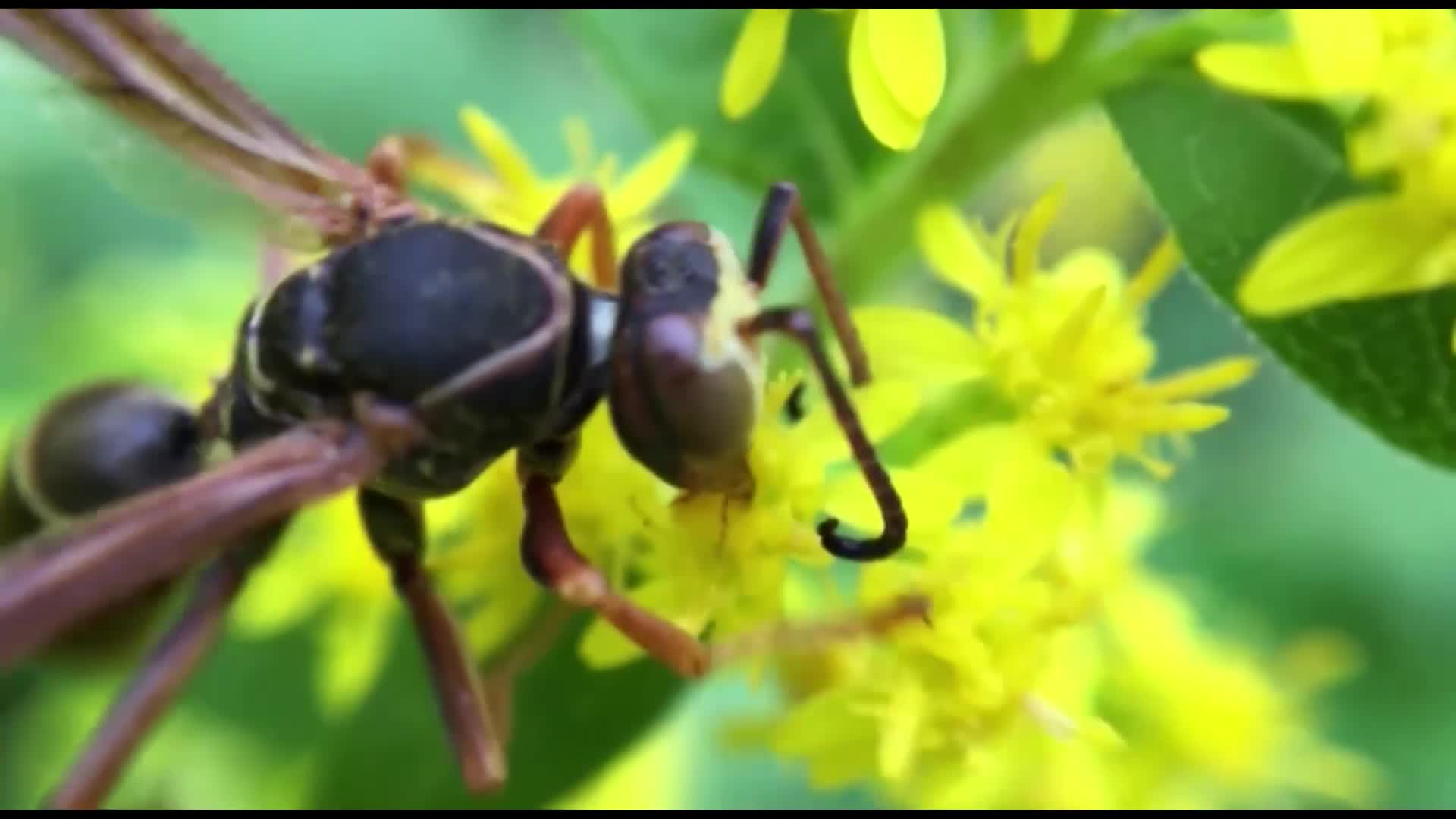 Thumbnail image for Scott Tucker's Expedition Earth Episode 126 - Amphibians Awaken Pt. 2